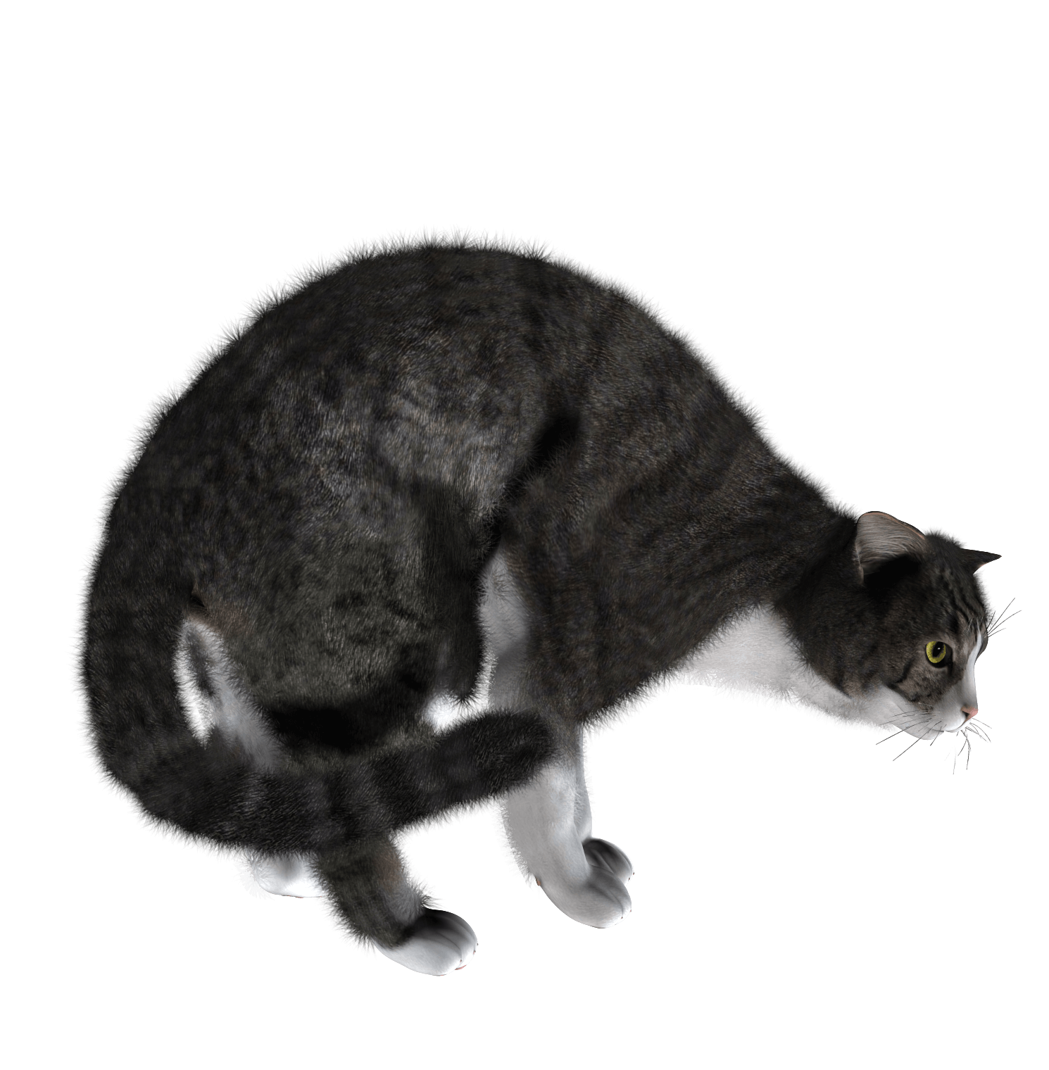 Cat Png Image PNG Image