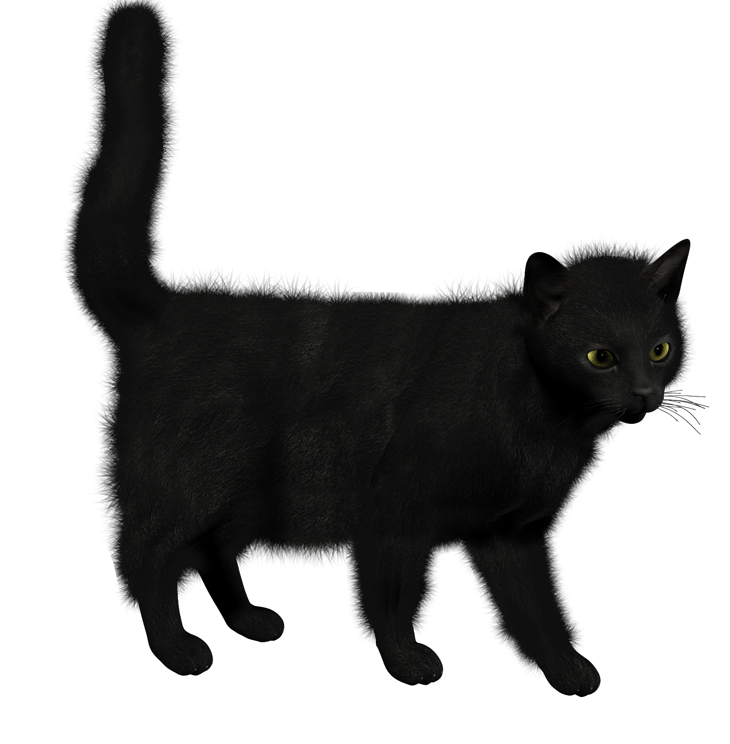 Cat Png Image PNG Image