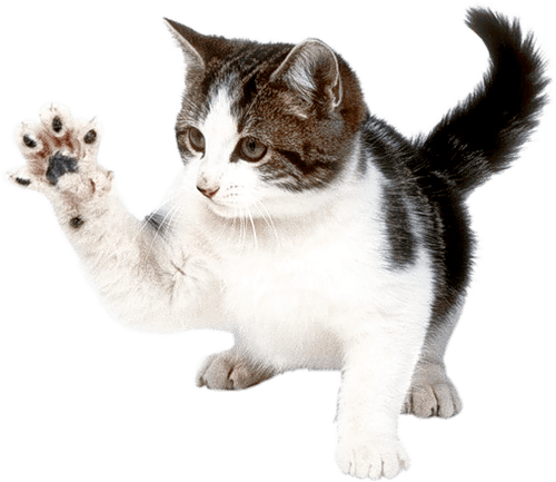 Kitten Png Image Download Picture  PNG Image