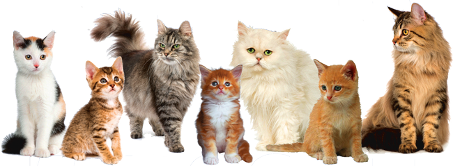 Cat Image PNG Image