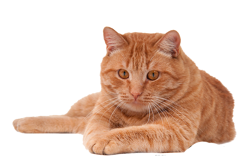 Cat PNG Image