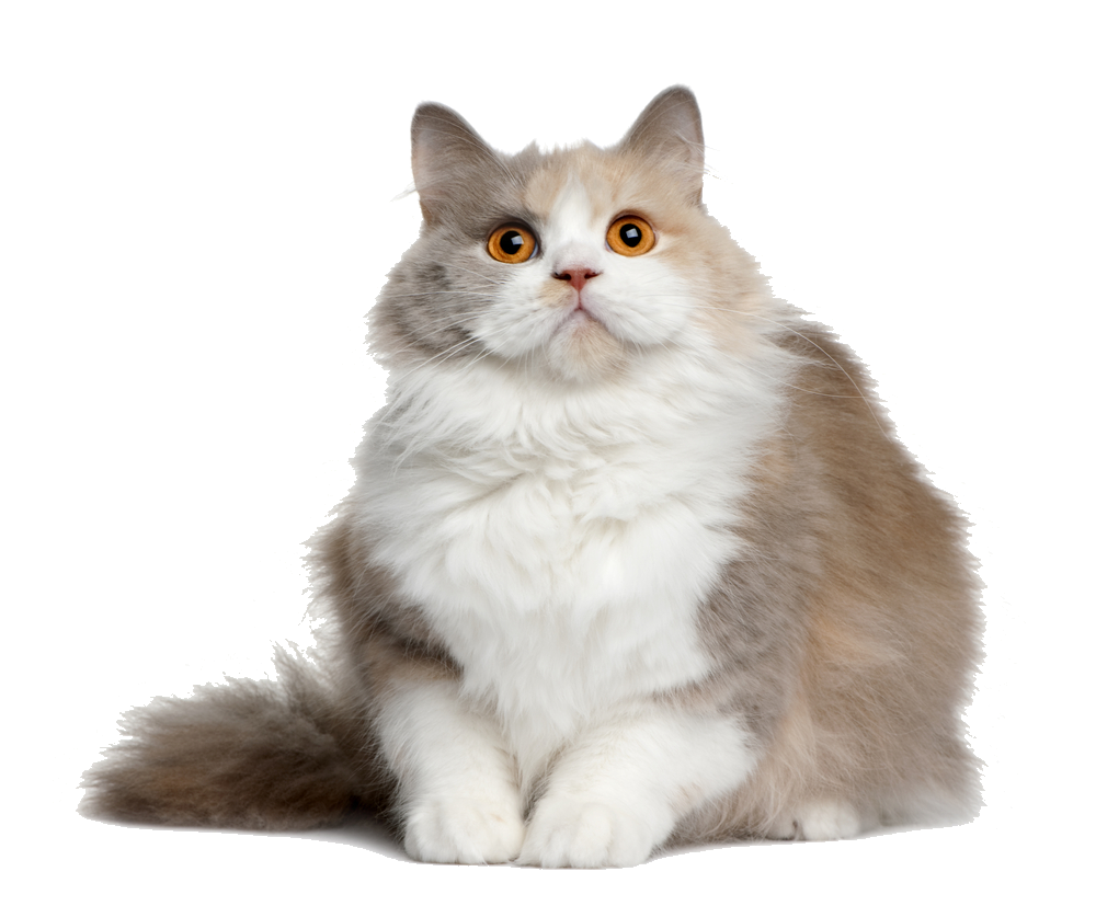 Cat File PNG Image