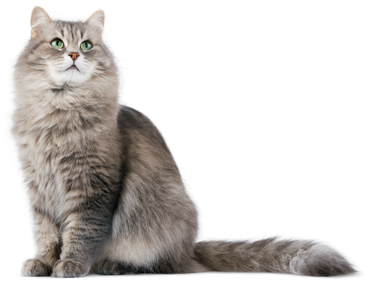 Cat Hd PNG Image