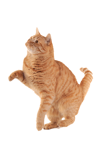 Cat Png Image Download Picture Kitten PNG Image