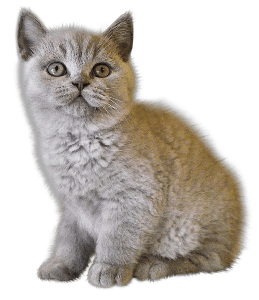 Kitten Png Image Download Picture  PNG Image