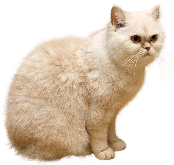 Cat Png 15 PNG Image