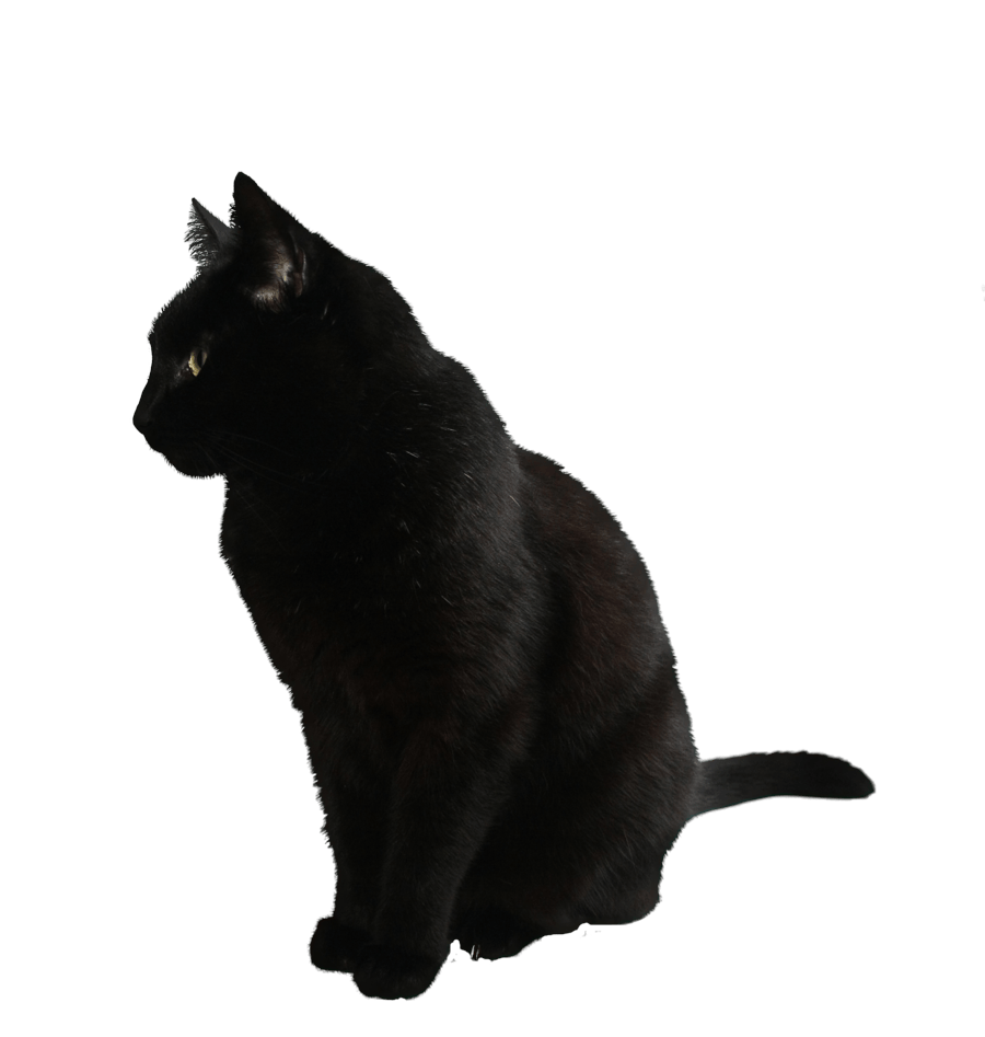 Cat Png Image Download Picture Kitten PNG Image