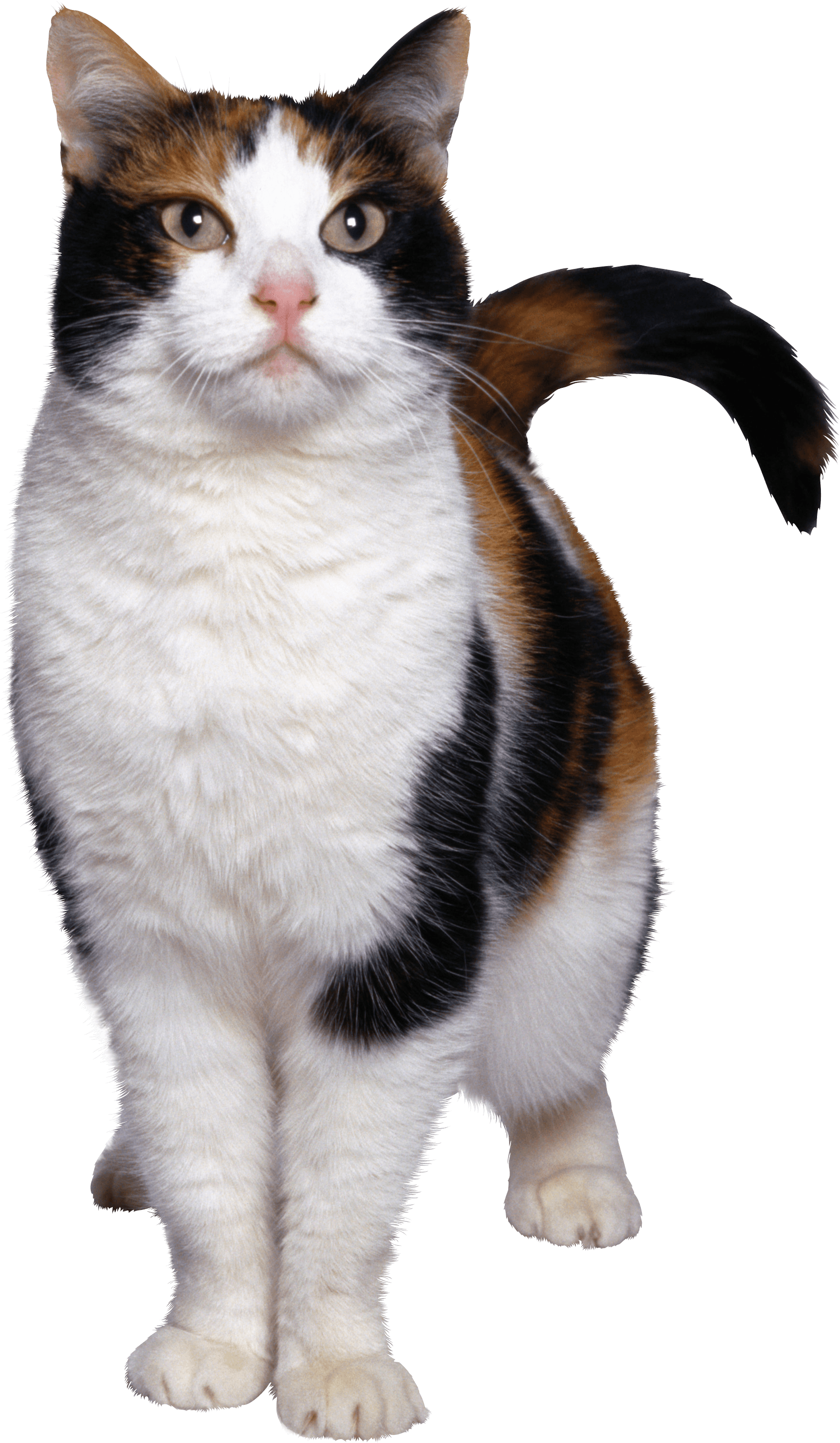 Cat Png Image Download Picture Kitten PNG Image