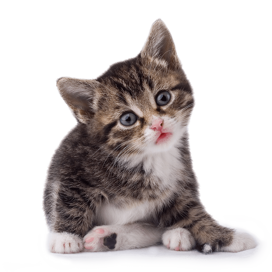 Cat Png Image Download Picture Kitten PNG Image