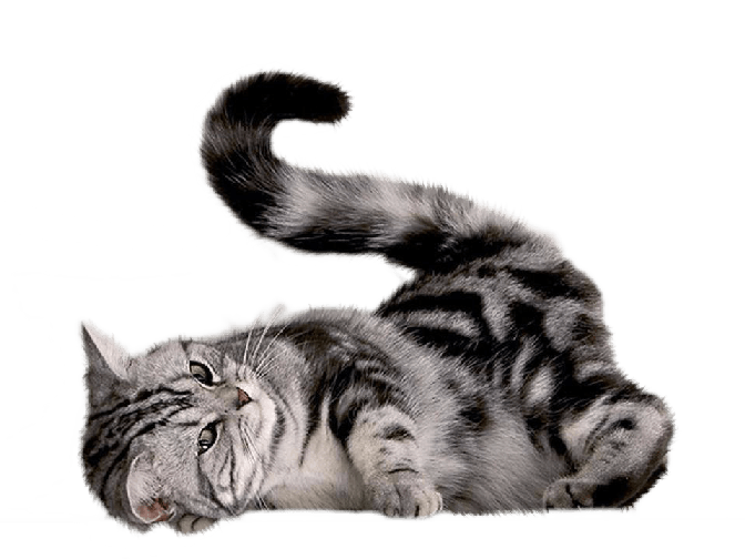 Cat Png Image Download Picture Kitten PNG Image