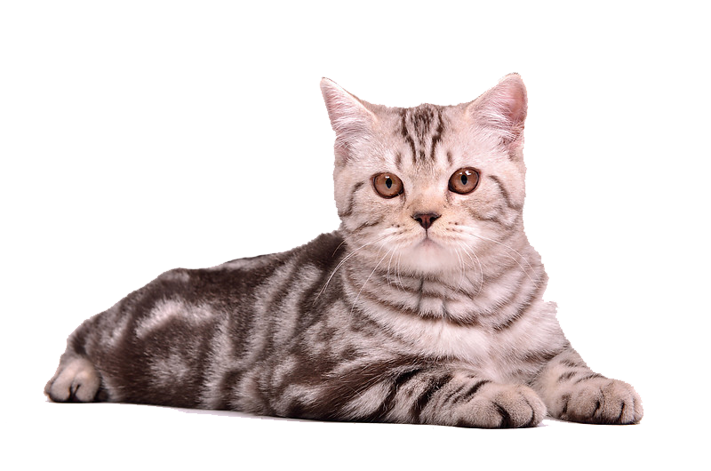 Cat Png 13 PNG Image