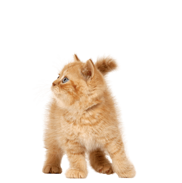 Cat Png Image Download Picture Kitten PNG Image