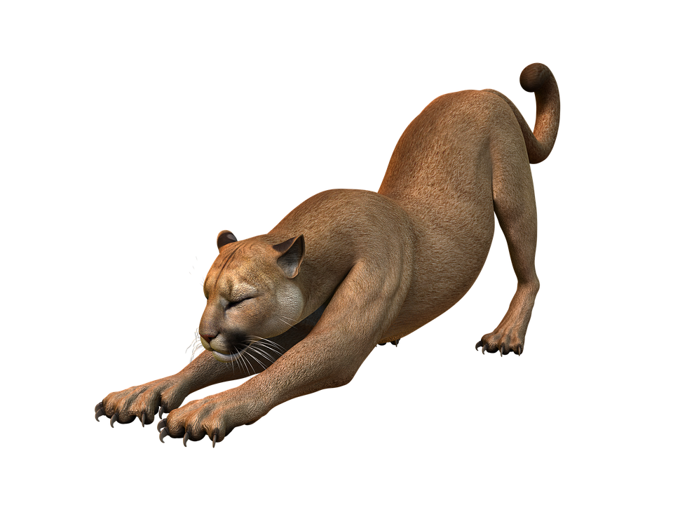 Puma Breed Dog Cat Cougar Felinae Puppy PNG Image