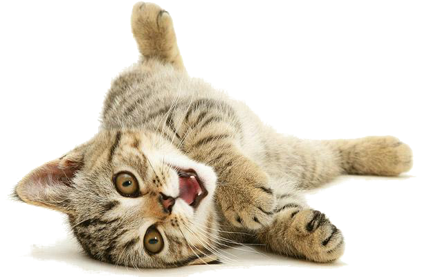 Cat Png 4 PNG Image