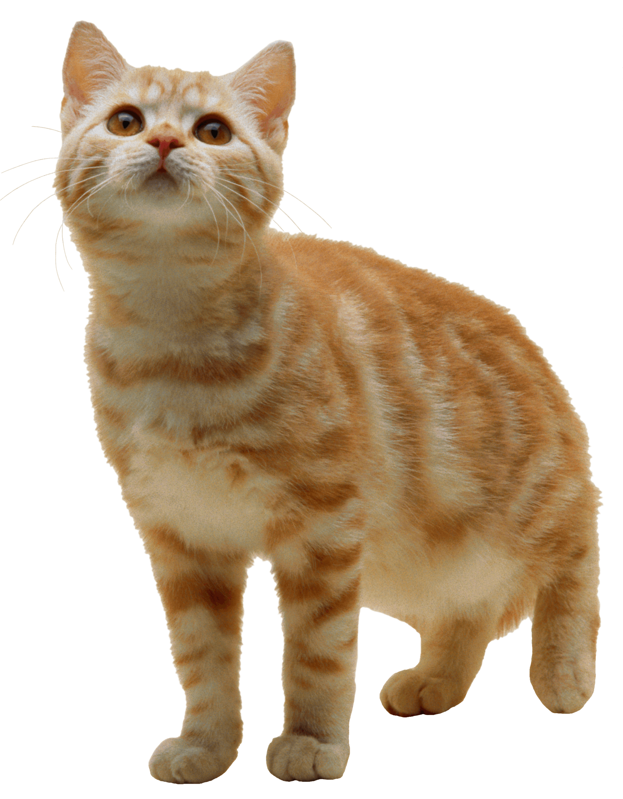 Cat Png Image Download Picture Kitten PNG Image