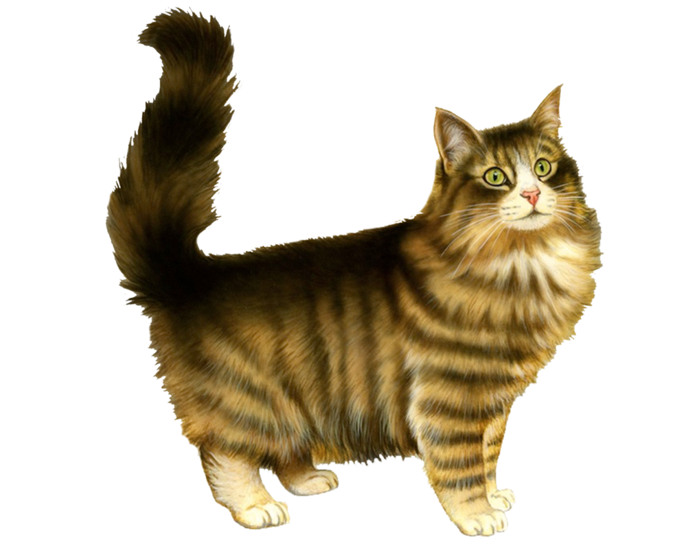 Cat Png 5 PNG Image