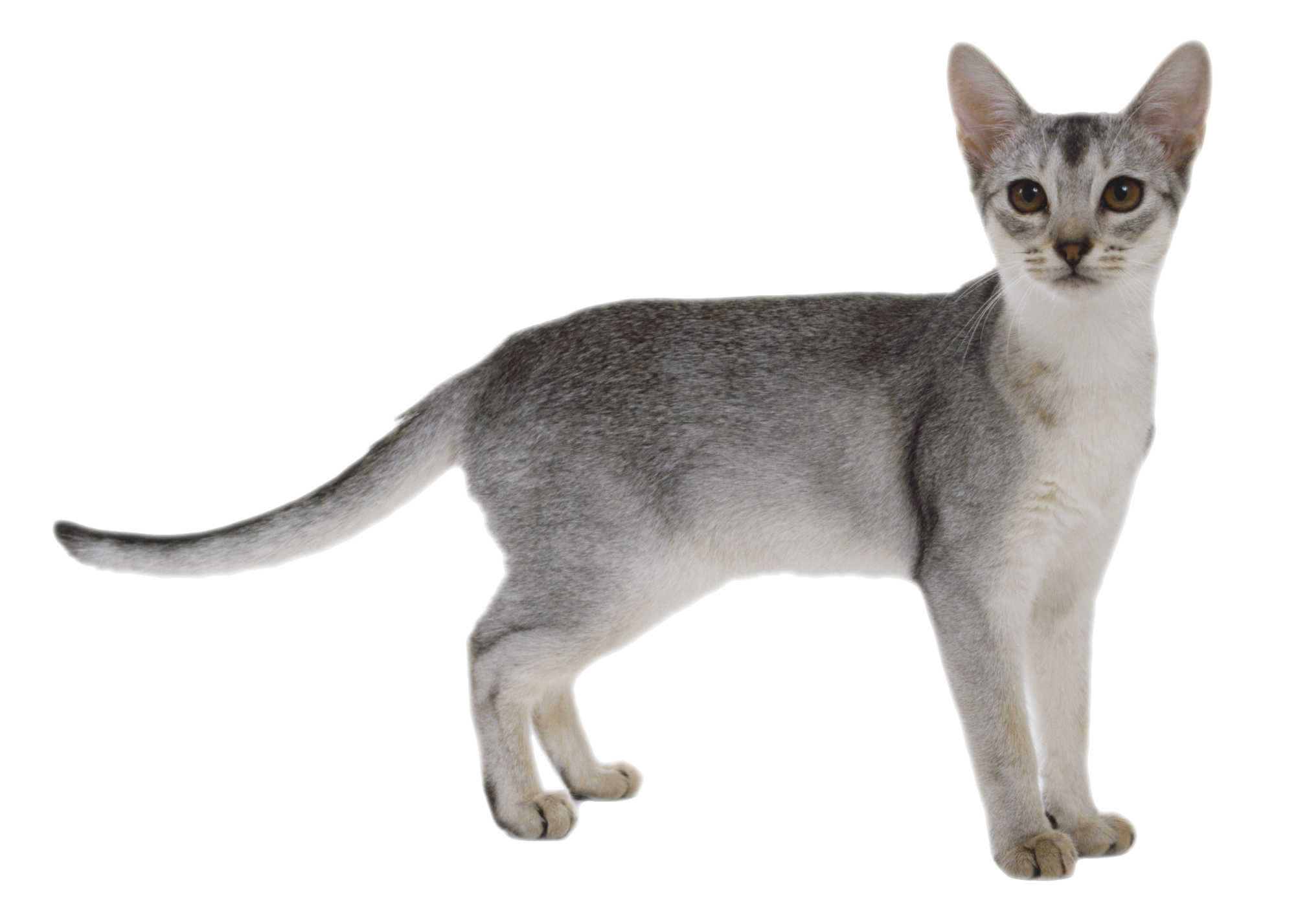 Cat Png 8 PNG Image