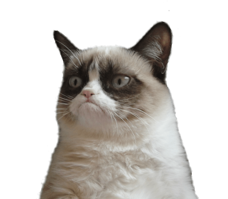 Grumpy Pic Cat HQ Image Free PNG Image