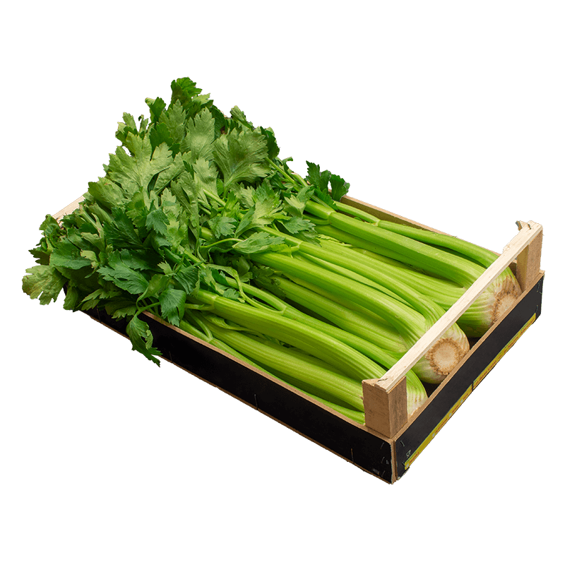 Celery Green PNG Free Photo PNG Image