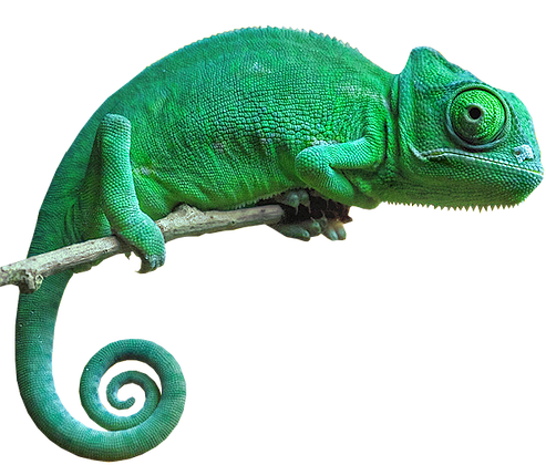 Chameleon PNG Image