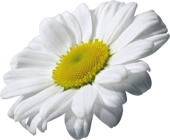 Camomile Transparent PNG Image