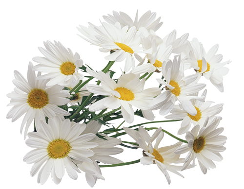 Camomile Png Image PNG Image