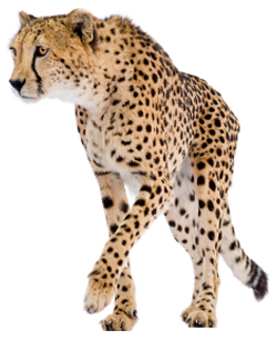 Cheetah Png PNG Image