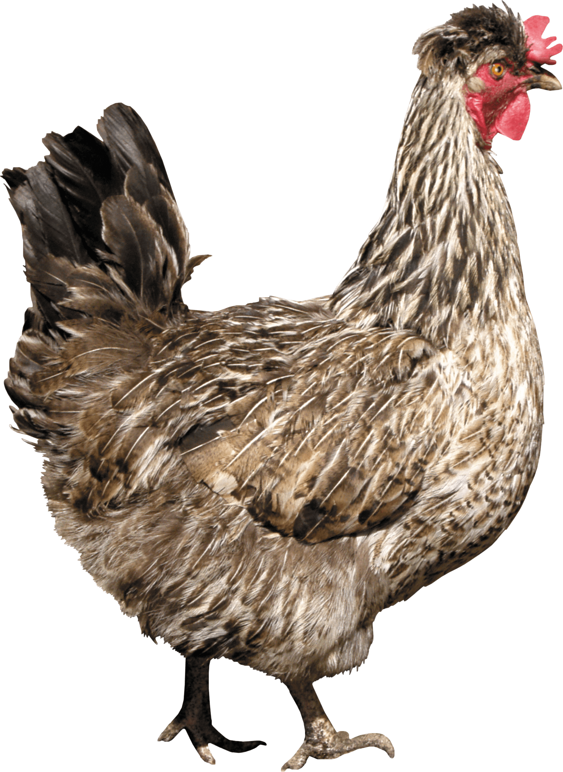 Chicken Png Image PNG Image