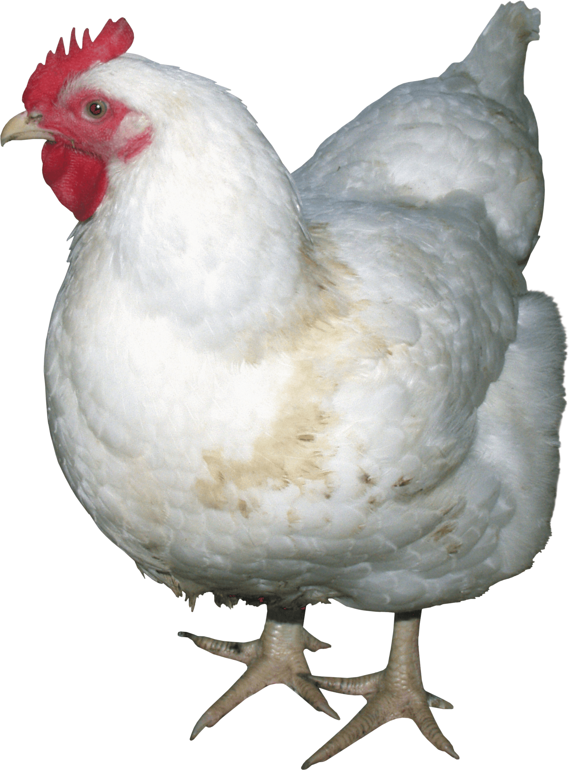 Chicken Png Image PNG Image