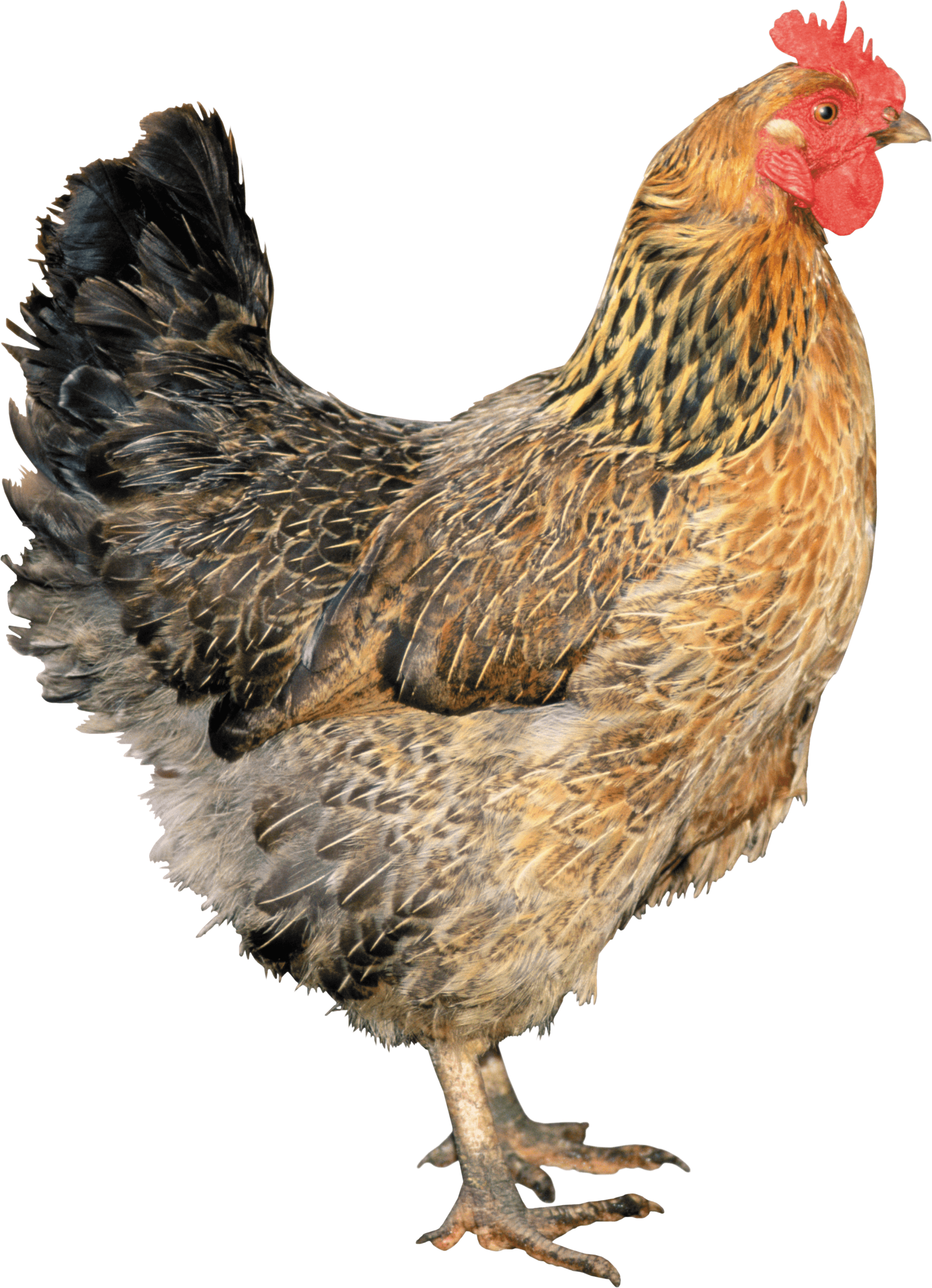 Chicken Png Image PNG Image