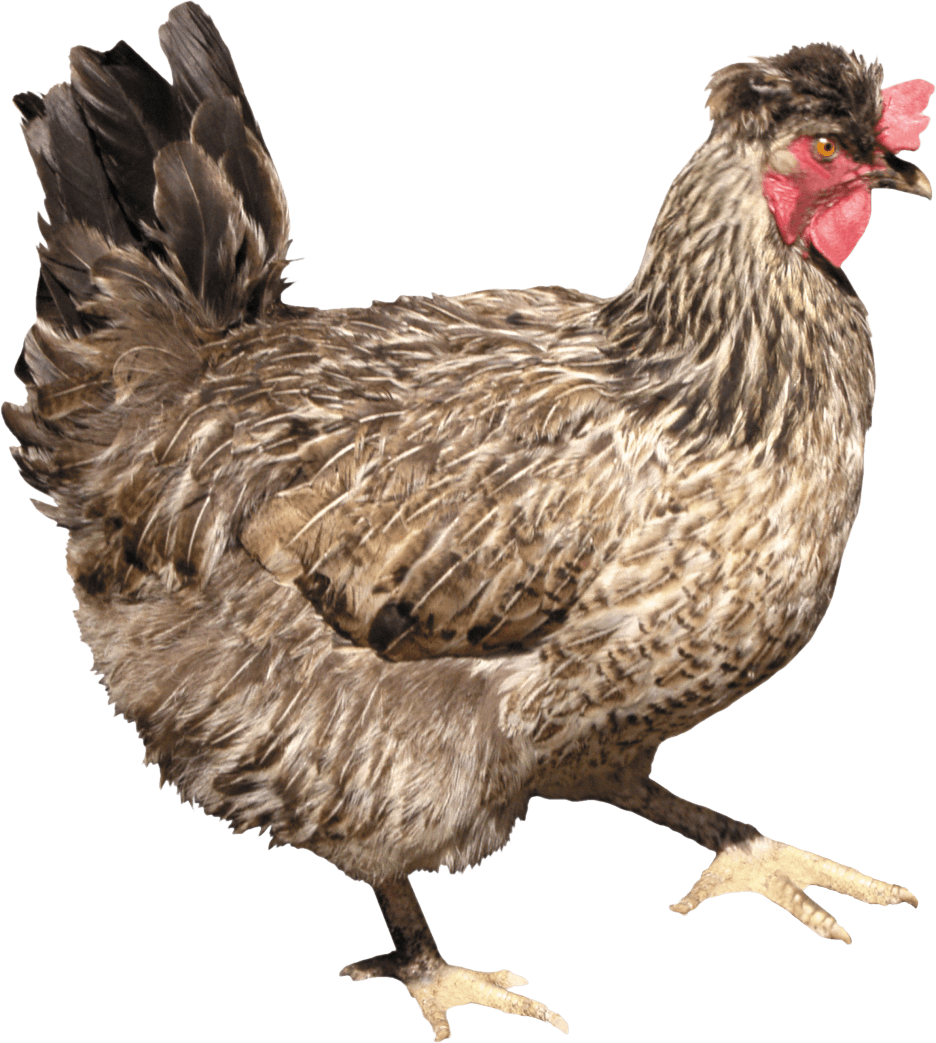 Chicken Png Image PNG Image