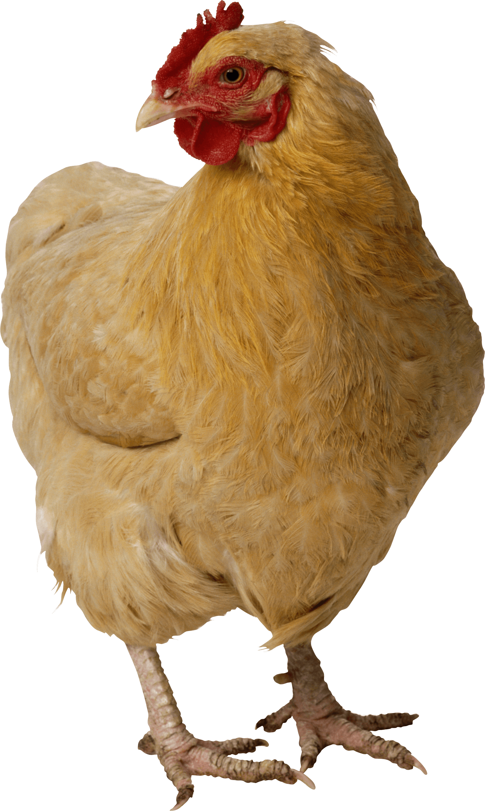 Chicken Png Image PNG Image