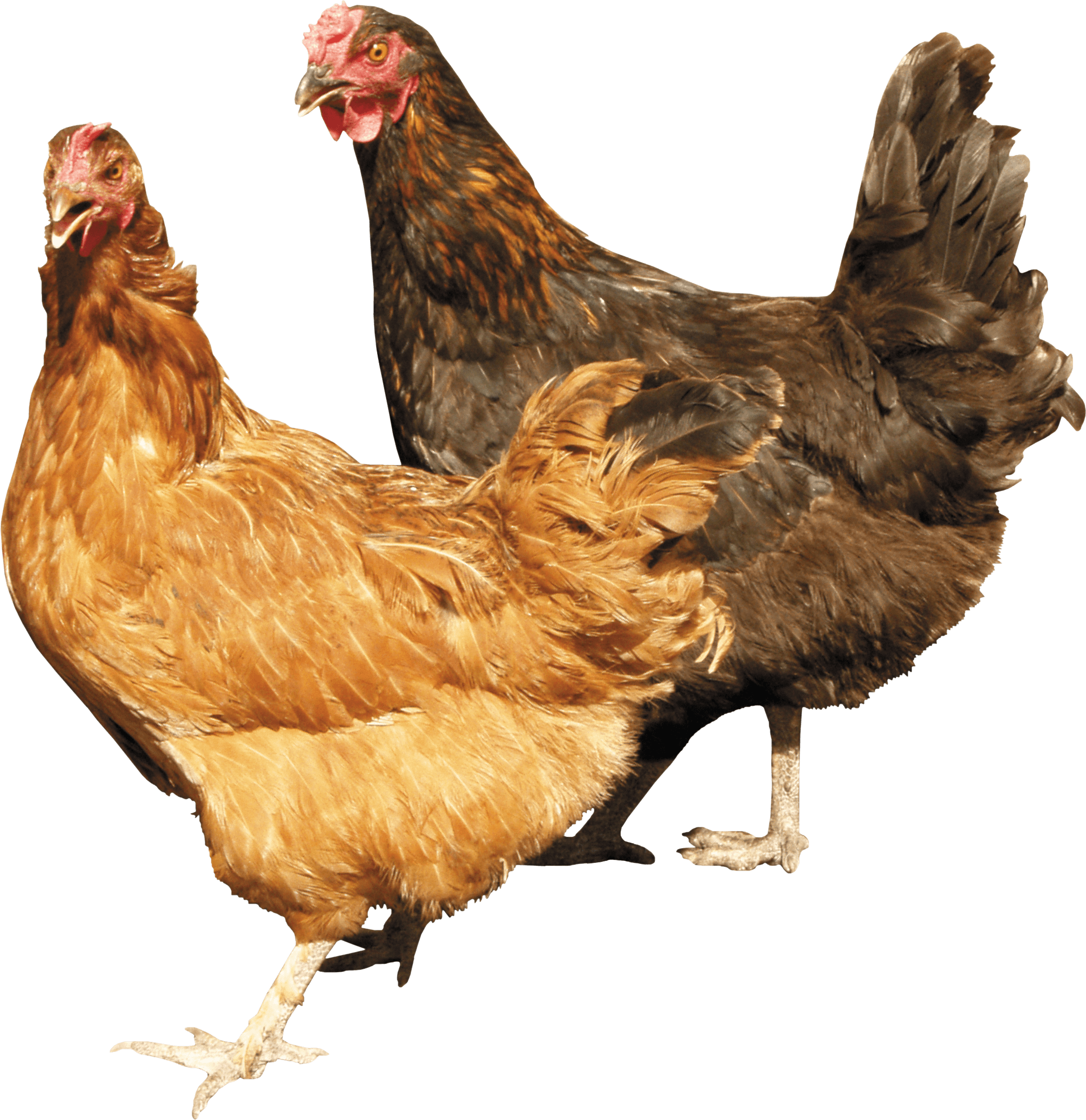 Chicken Png Image PNG Image