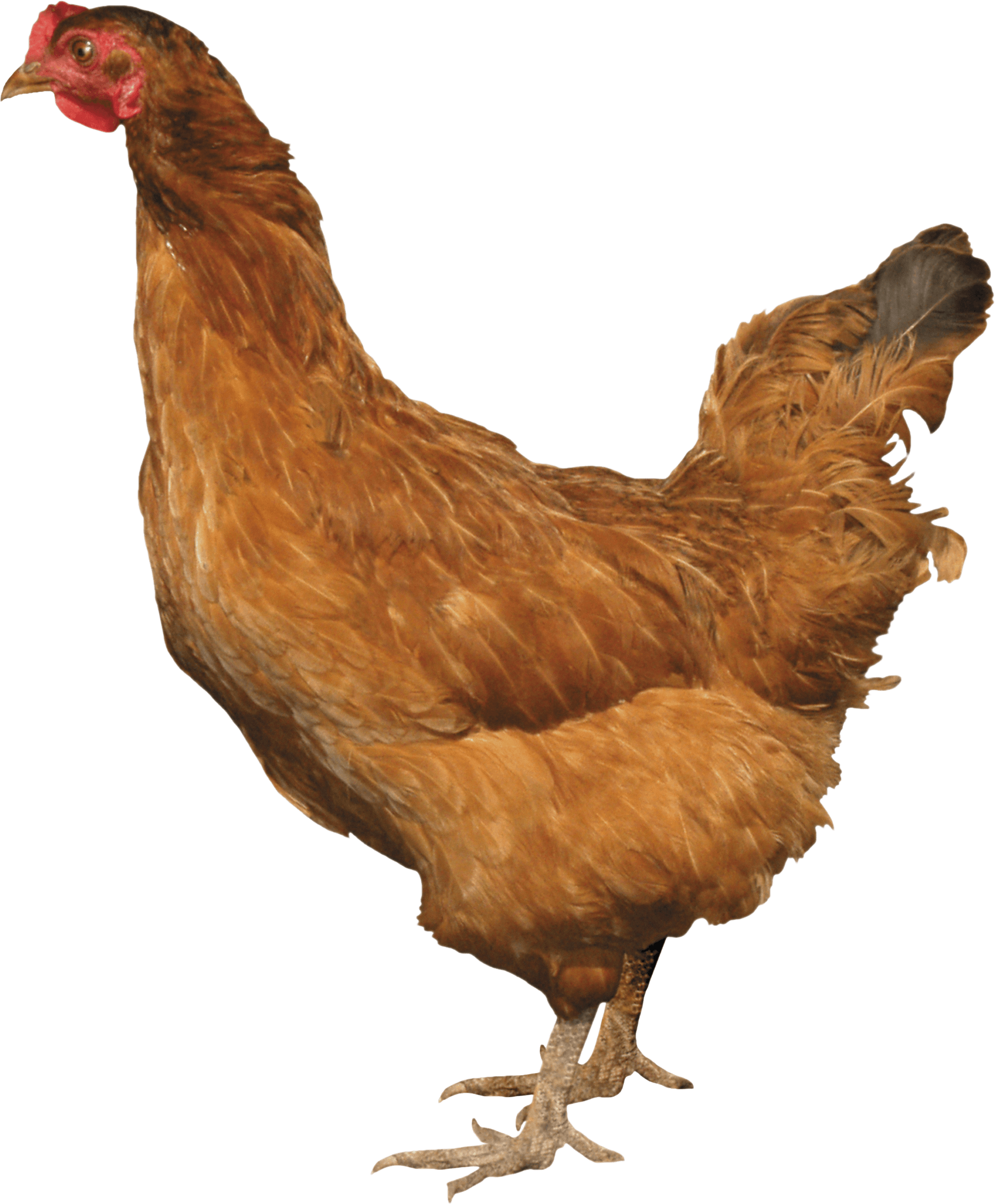 Chicken Png Image PNG Image