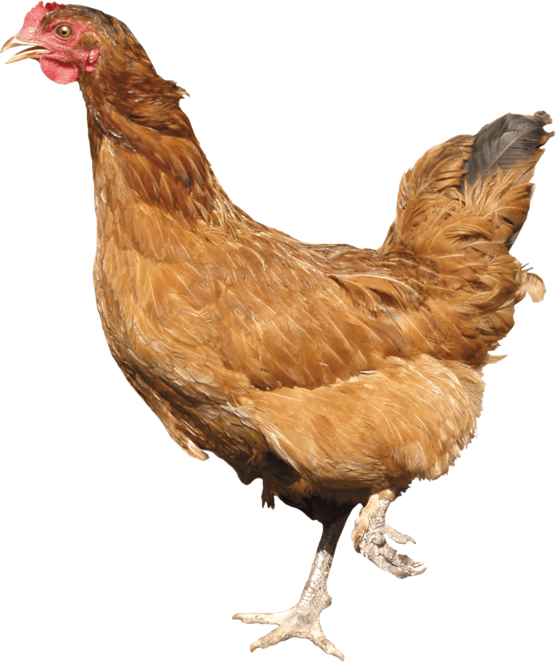 Chicken Png Image PNG Image