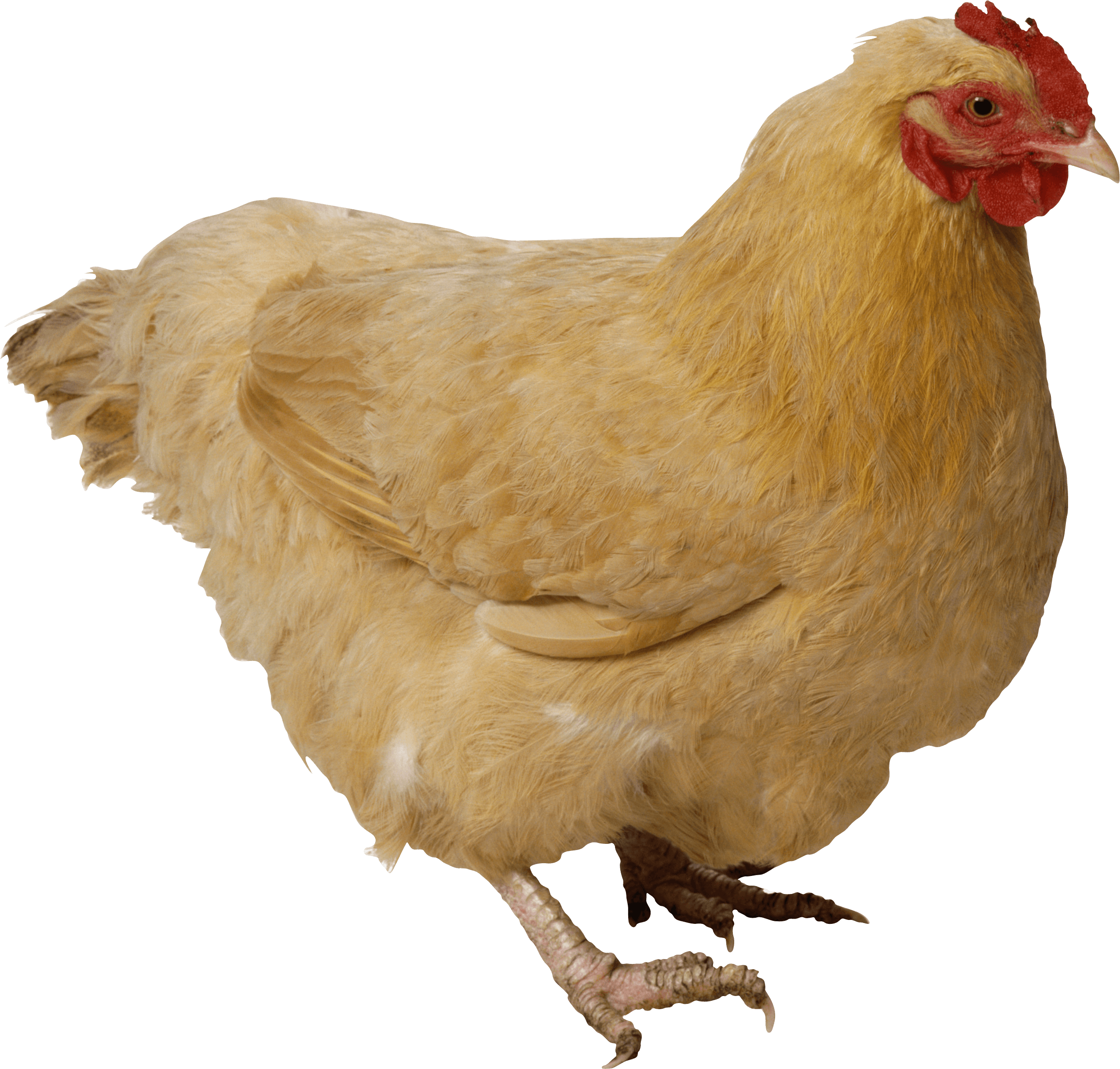 Chicken Png Image PNG Image