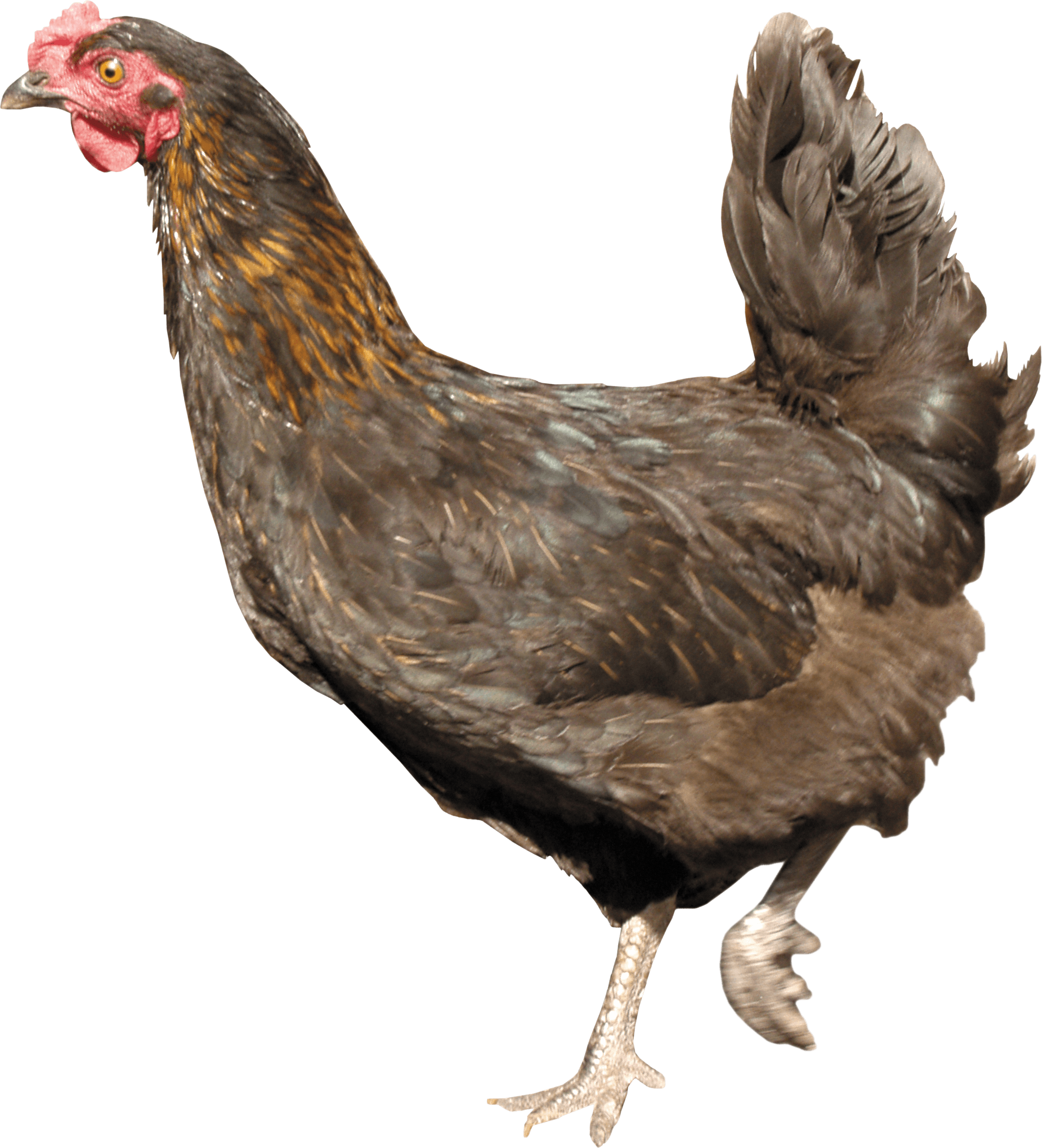 Chicken Png Image PNG Image