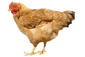 Chicken Png Image PNG Image