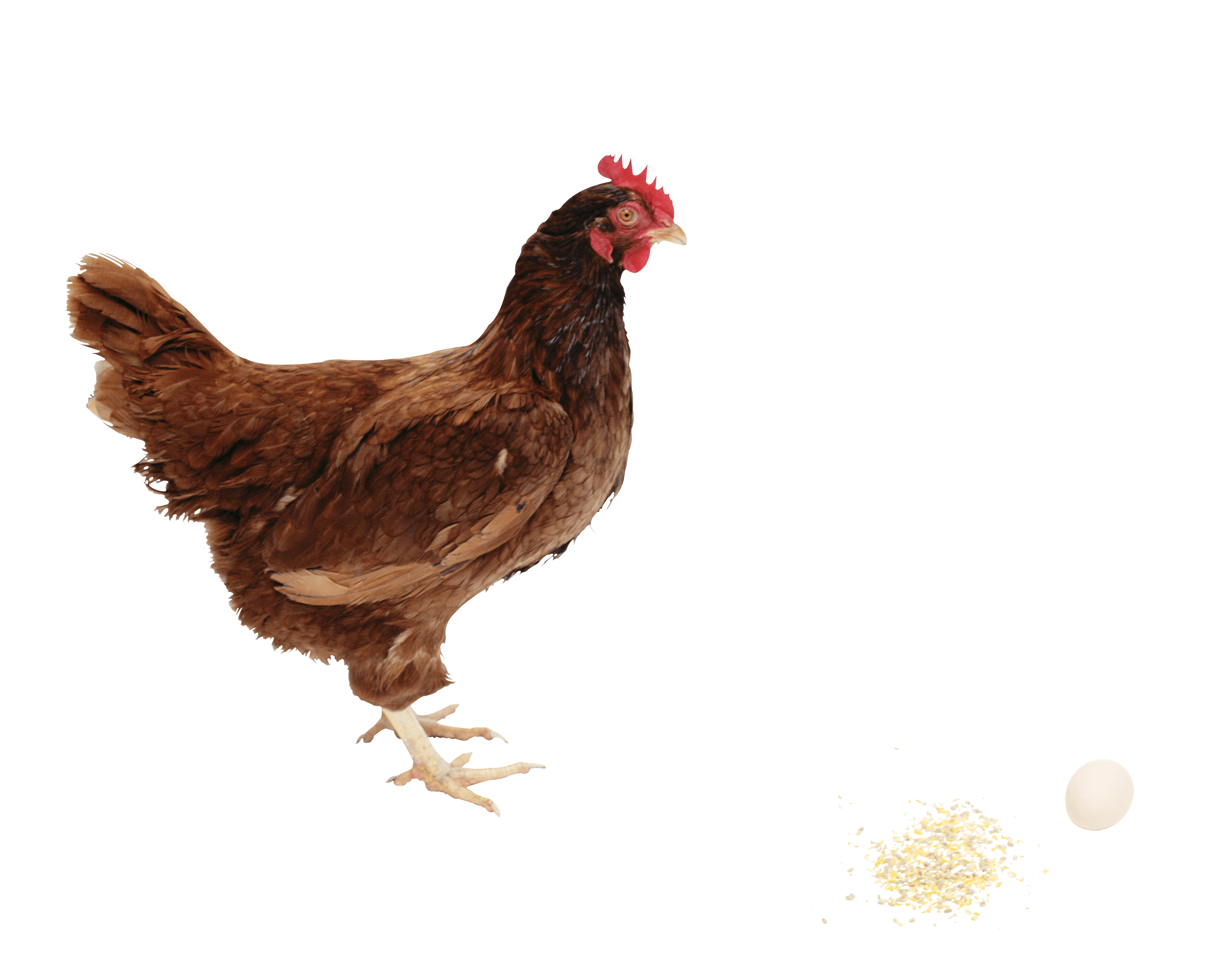 Chicken Png Image PNG Image