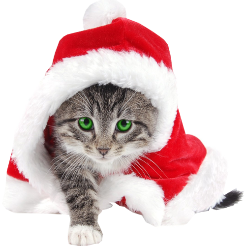 Pic Christmas Kitten Free Transparent Image HD PNG Image