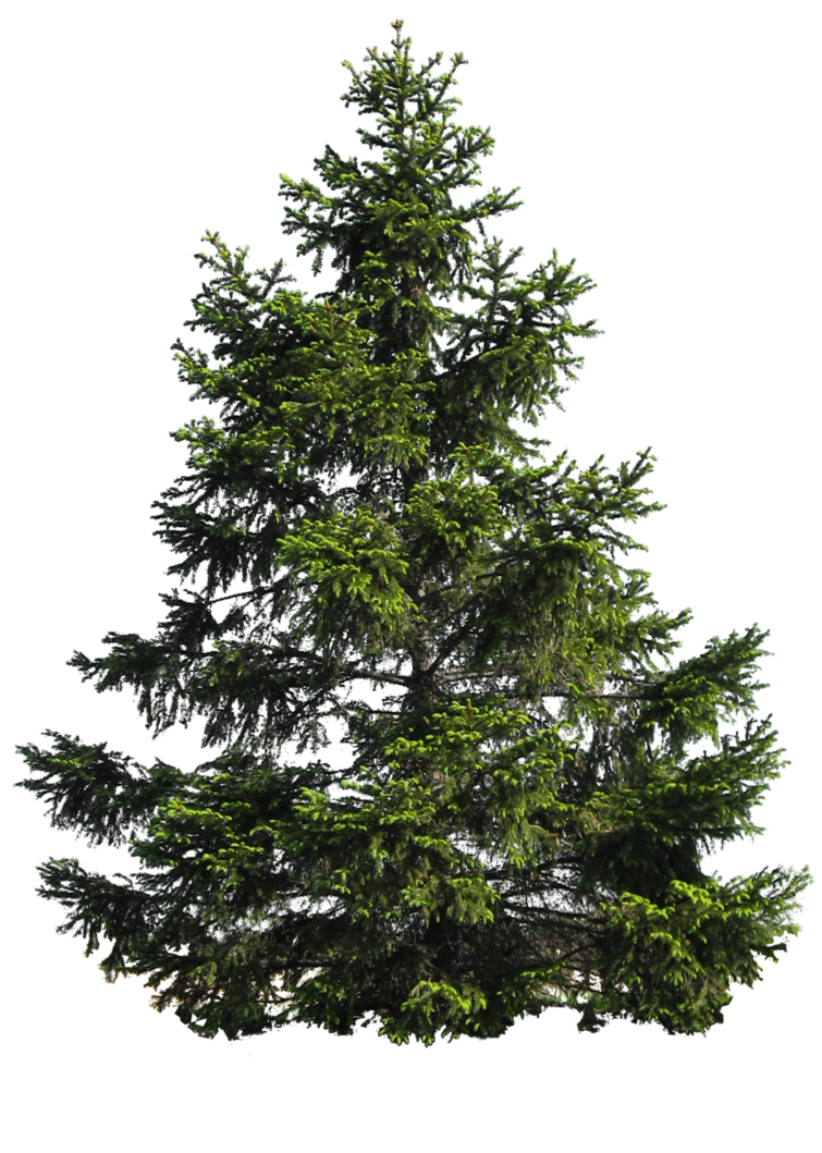 Fir Tree Christmas Free HQ Image PNG Image