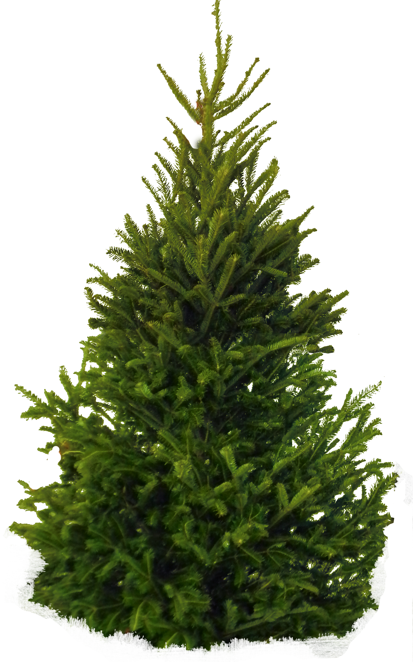 Fir Tree Christmas PNG Free Photo PNG Image