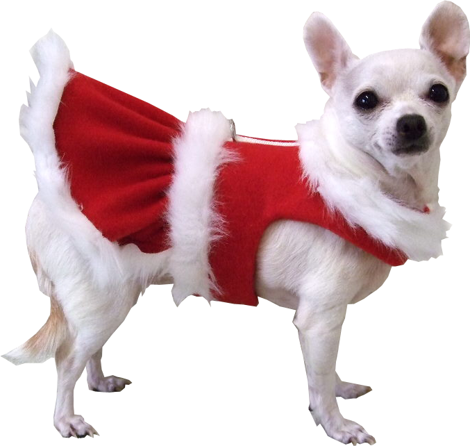 Real Christmas Animal Free Transparent Image HD PNG Image