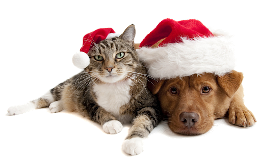 Real Christmas Animal PNG Download Free PNG Image