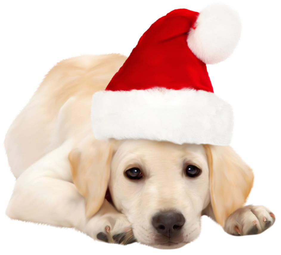 Real Christmas Animal Free Transparent Image HD PNG Image