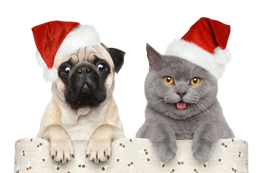 Real Christmas Animal Free Transparent Image HQ PNG Image