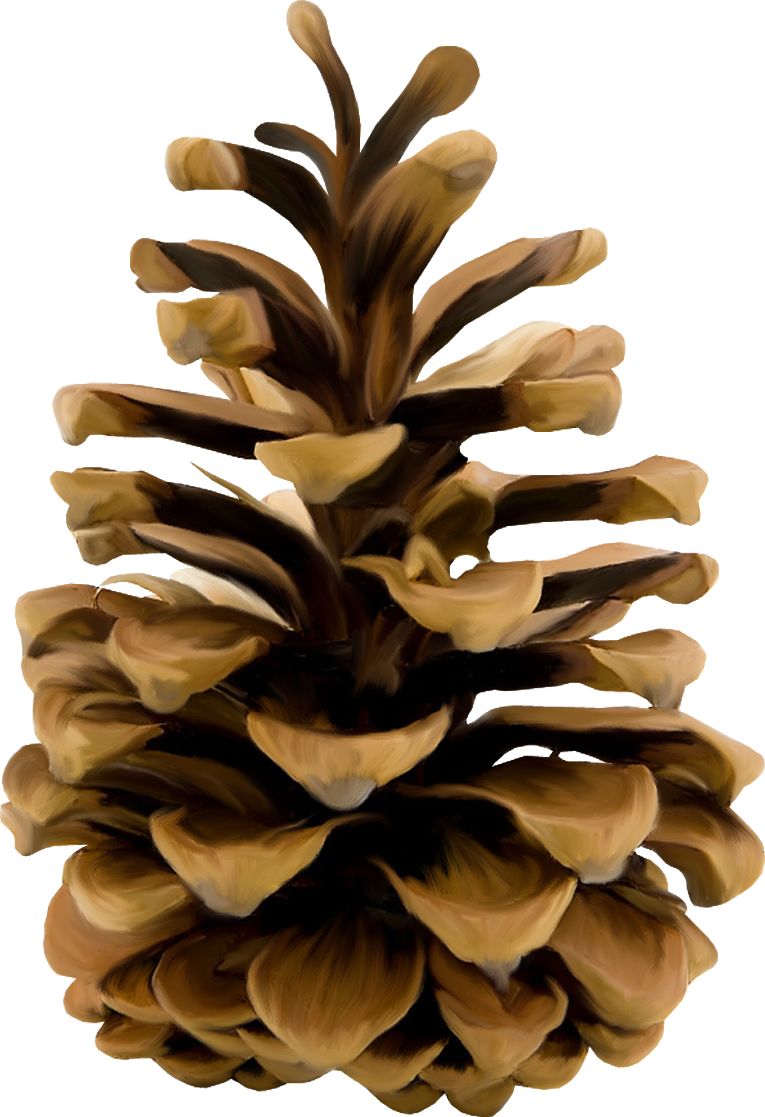 Christmas Pine Cone Free Clipart HD PNG Image