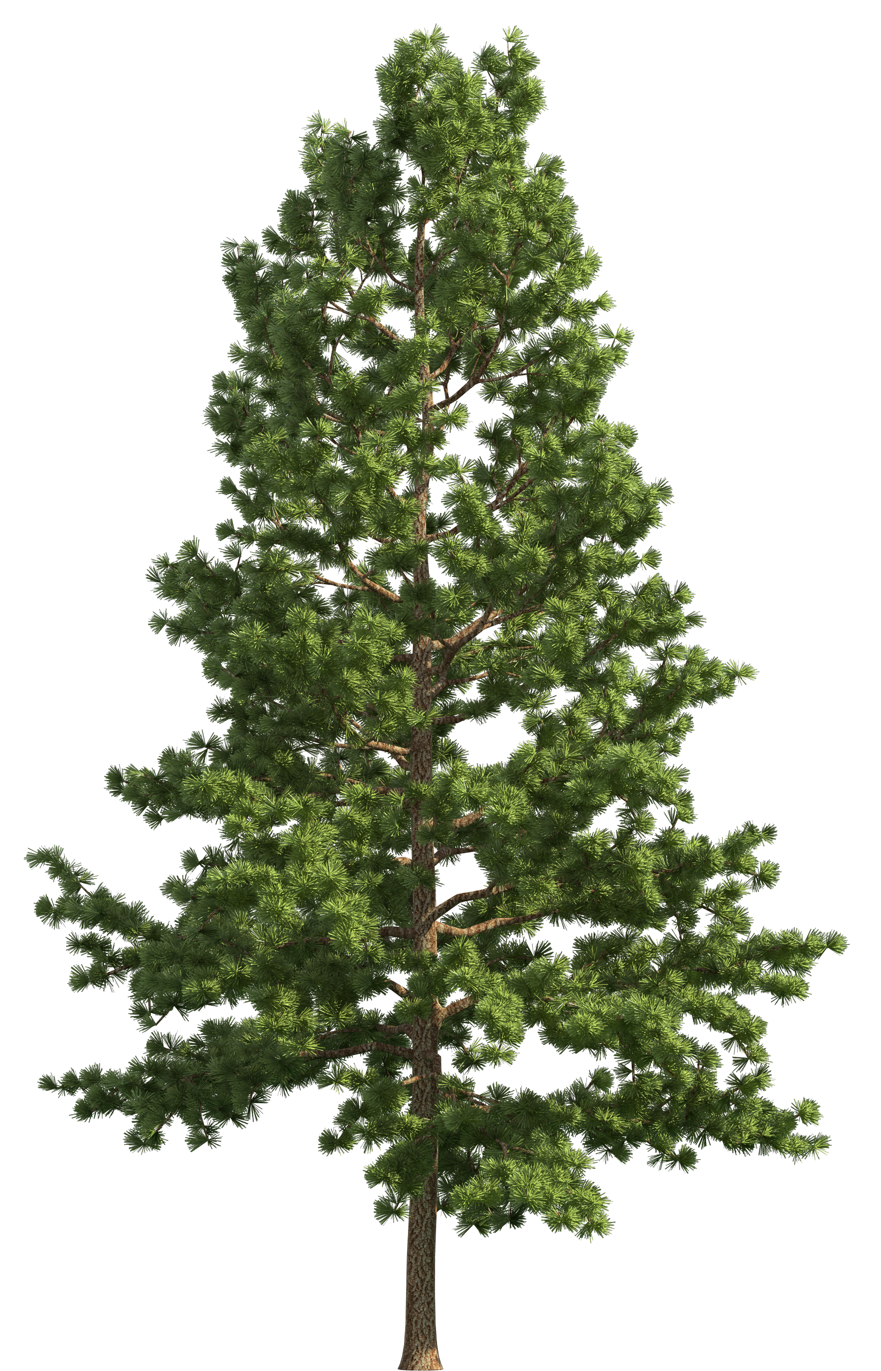 Real Fir-Tree Christmas Free HQ Image PNG Image