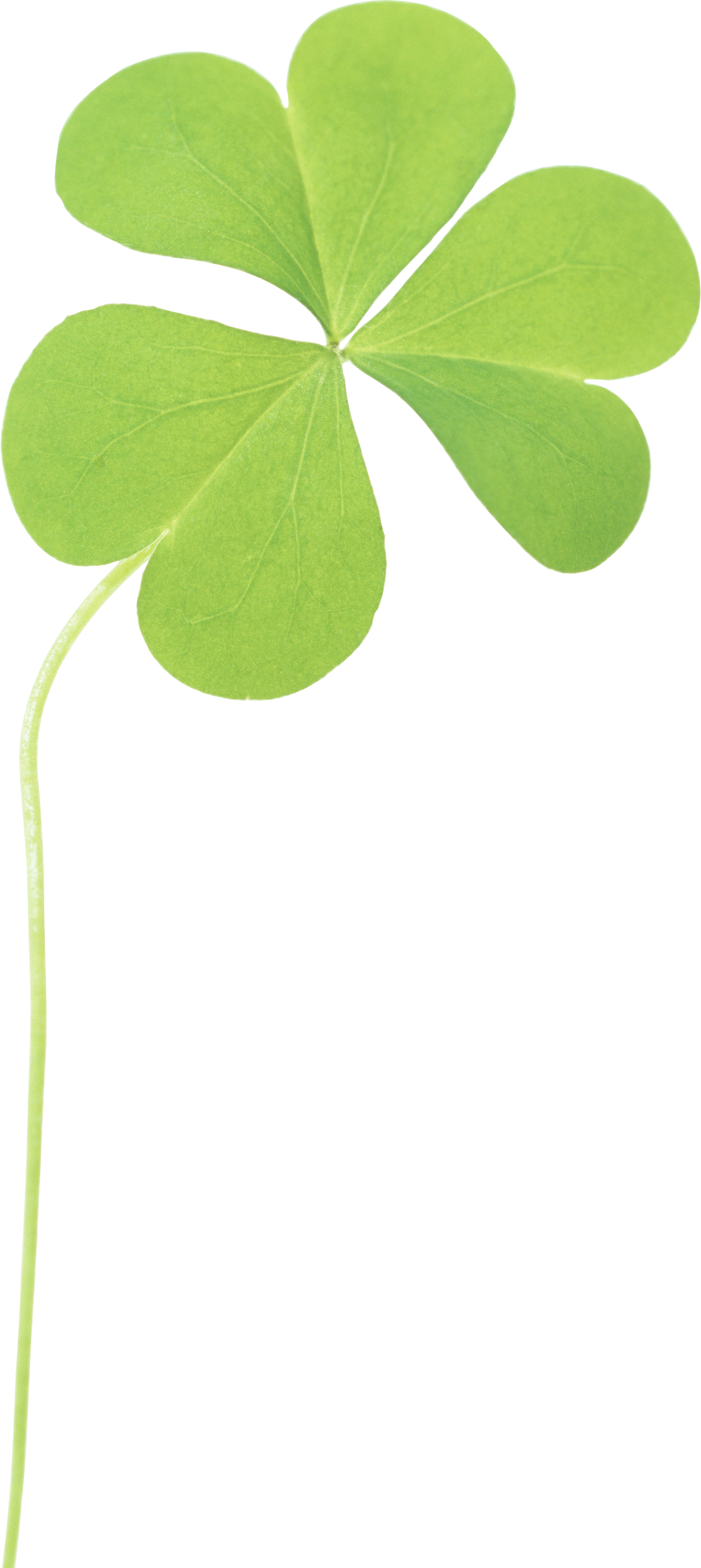 Clover Png Image PNG Image