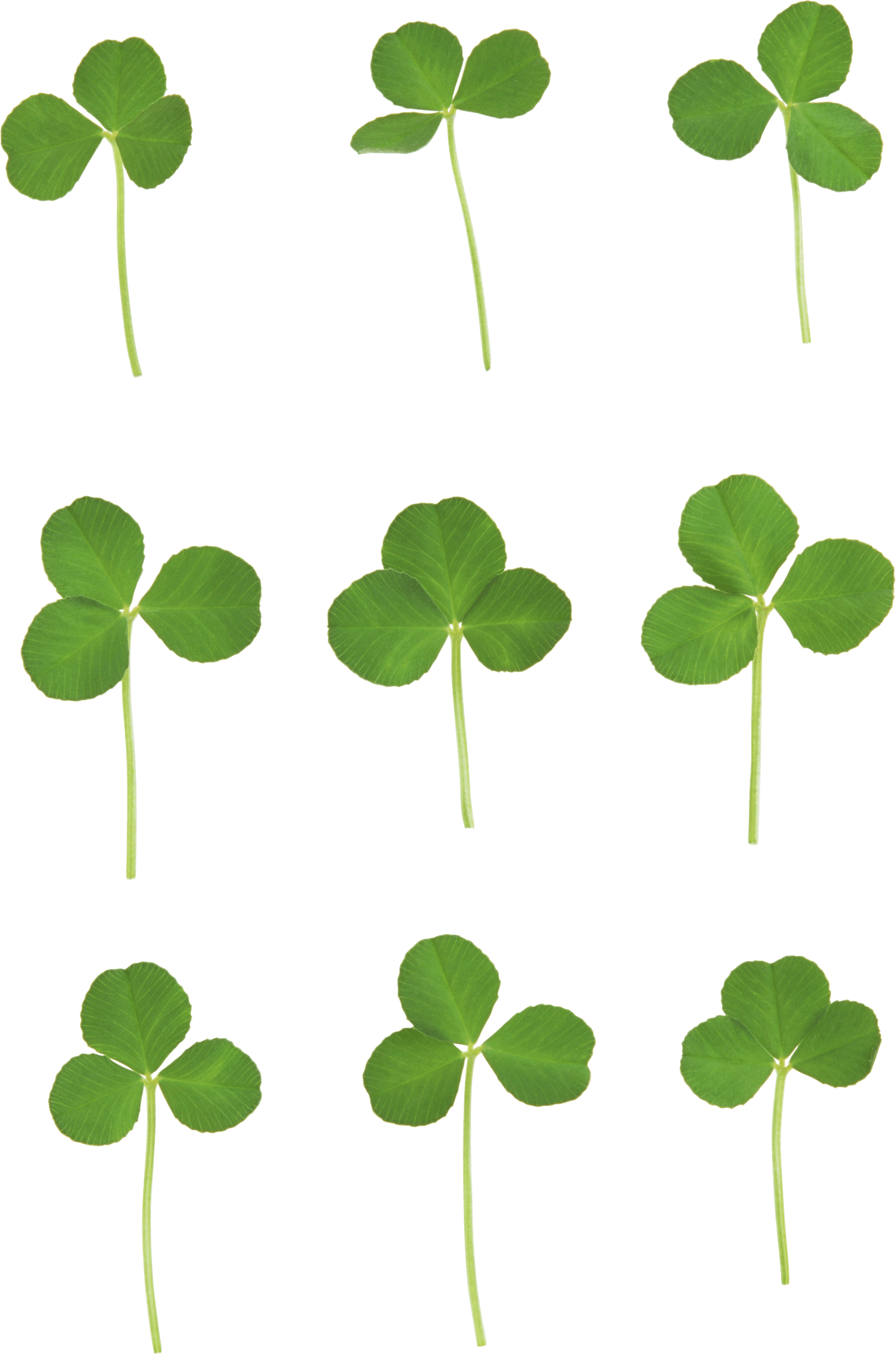 Clover Png Image PNG Image